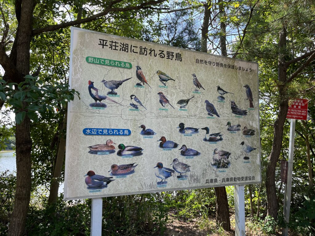 平荘湖に訪れる野鳥たち