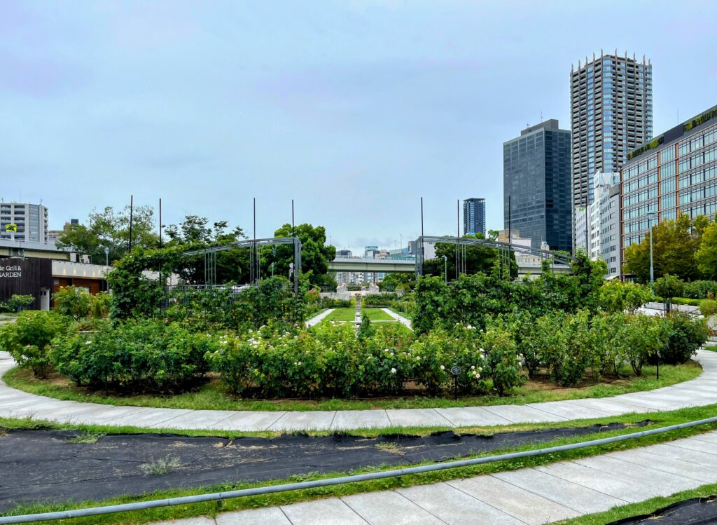 中之島公園のバラ園